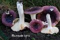 Russula turci-amf1660